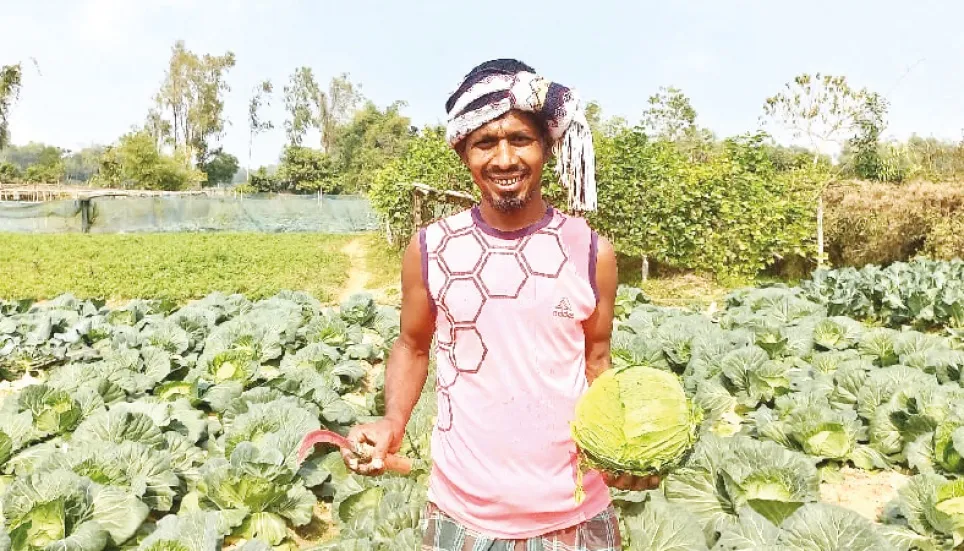 Moulvibazar farmer finds success in hybrid cabbage cultivation 