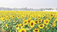 Sunflower farming expanding fast 