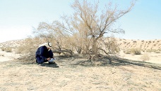 Saudi Arabia turns to drought-surviving saxaul tree for climate defence