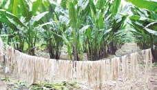 Banana plant fibre’s potential remains untapped in Bangladesh