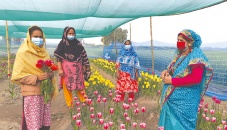 Tulip farming brings boon to farmers 