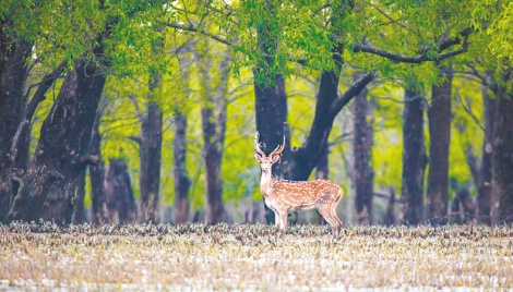 Unabated poaching of spotted deer worsens in Sundarbans 