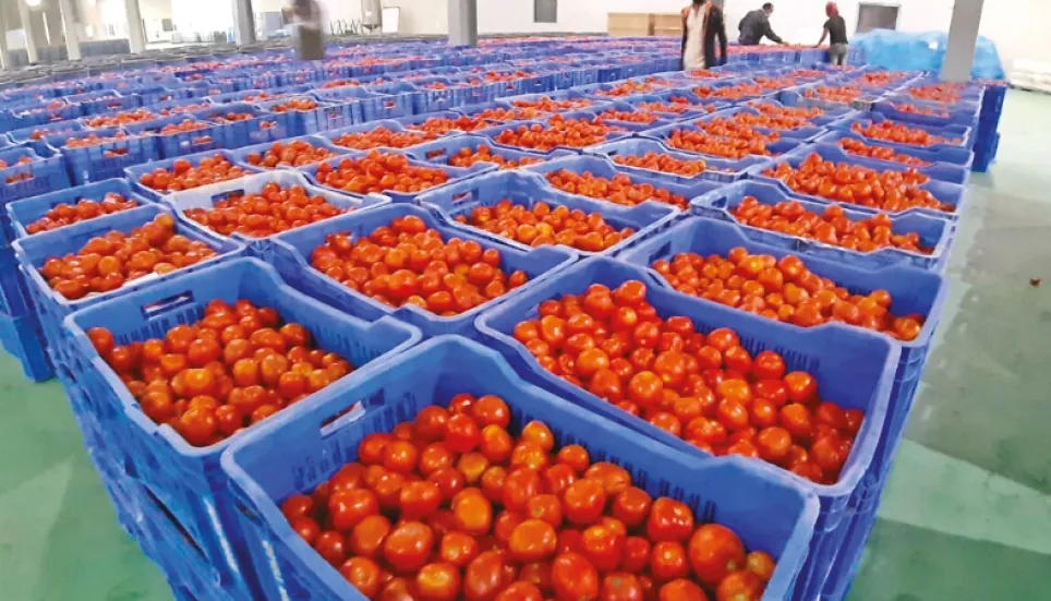 Tomato prices exceed Tk 200 per kg despite imports