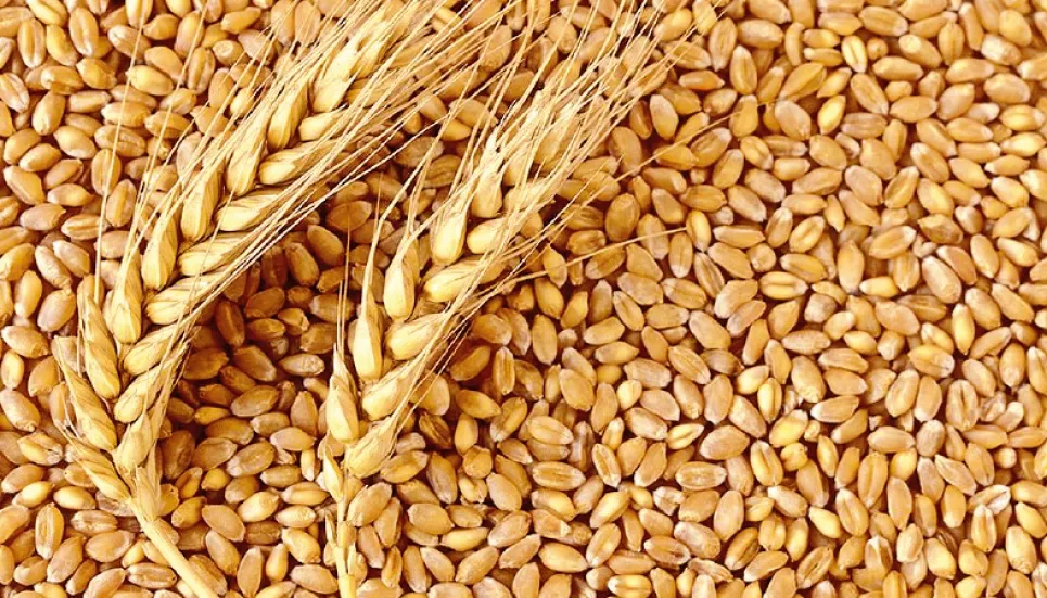 Wheat, flour prices unlikely to be tamed soon 