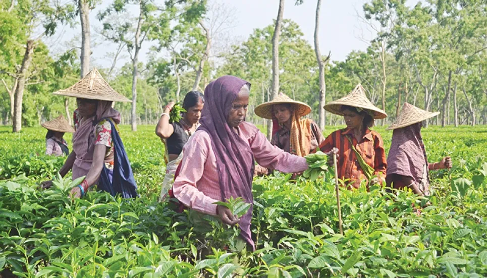 Tea workers observe strike for wage hike in Sylhet