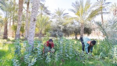 Tunisian eco-pioneers battle to save Sahara oasis life 