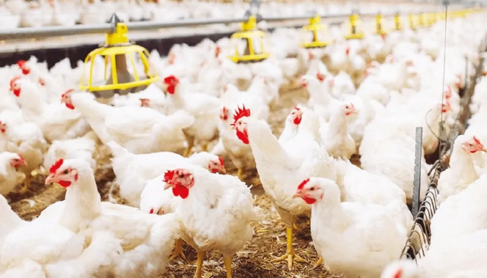 Govt research yet to impact broiler chicken demand