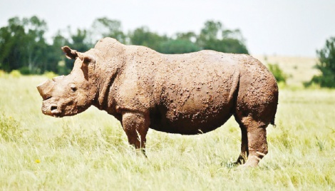 World Bank sells first ‘rhino’ bond to help S Africa’s conservation efforts 