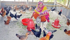 Poultry farming becomes boon in Rajshahi