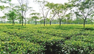 Tea auctions kick off on April 17