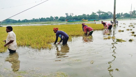Flood damages crops worth Tk140cr in Jamalpur