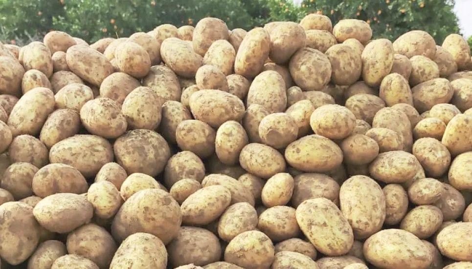 Bangladesh's potato export continues to grow: FAO