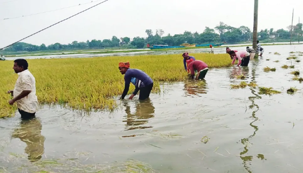 Flash floods damage crops worth Tk 100cr in Sunamganj haors