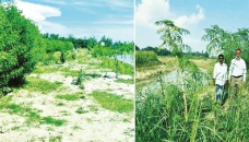 Revival of ecosystems improving environment in Rangpur 