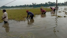 6,827 hectares of Boro land submerge in 7 districts 