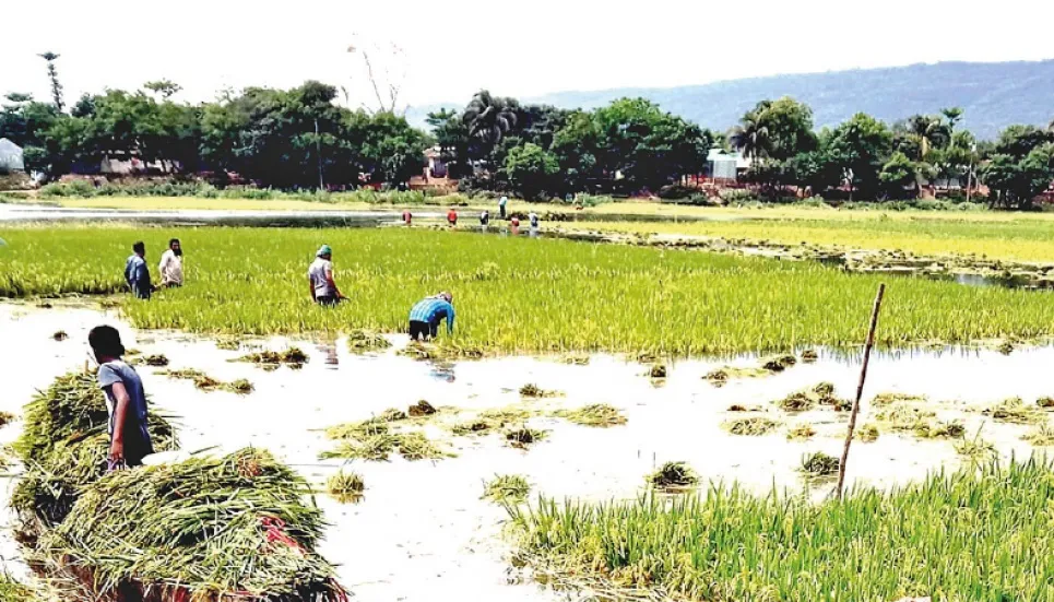 Irregularities in maintenance of haor embankments irk Razzaque