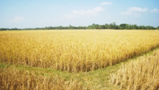 Maximum portion of haor paddy to be reaped within week 