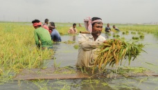 30% of paddy harvested, incessant rain puts remainder at risk 