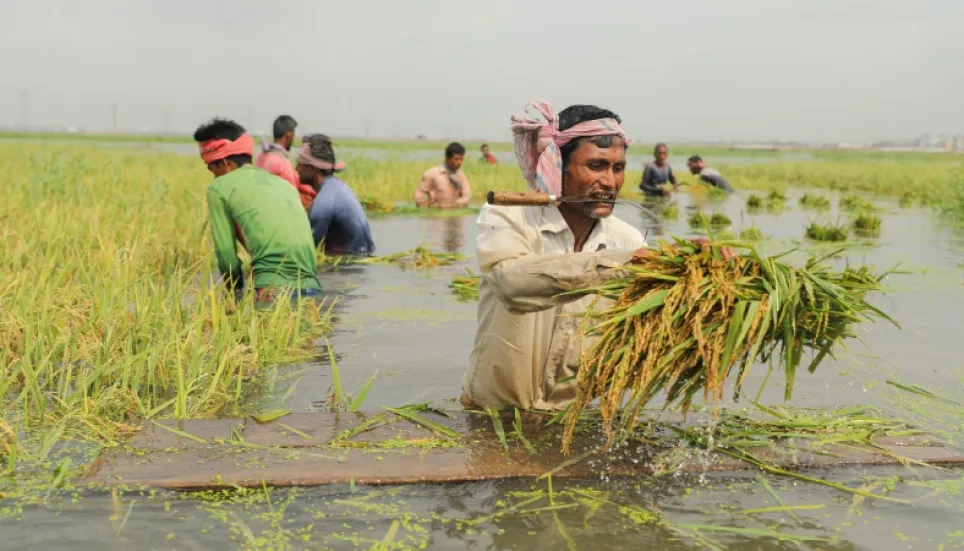 30% of paddy harvested, incessant rain puts remainder at risk 