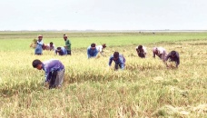 69% Boro harvested in Netrakona haor