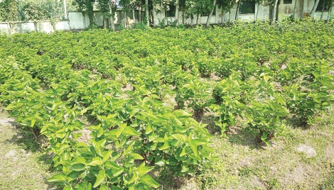 Mulberry: Mymensingh’s new economic potential