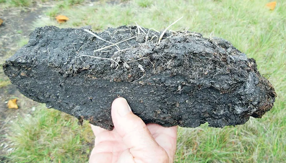 Jashore peat soil can produce valuable carbon, study finds 