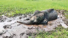 Elephant trapped in Rangunia canal rescued after 7 hours 