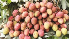 Lychees start appearing in Rajshahi markets 