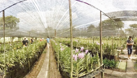 Orchid industry of Thailand severely hurt 