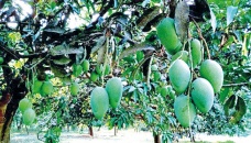 Mango harvesting begins in Rajshahi 