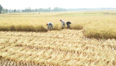 Labour crisis worries Boro farmers in Jashore 