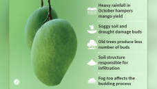Mangoes unlikely to see high production 