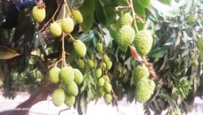 Sonargaon lychee growers expecting bumper yield 