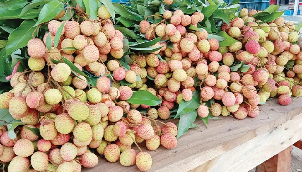 Dinajpur lychee farmers eyeing bumper production