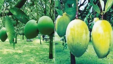 Haribhanga mango to appear in markets from June 