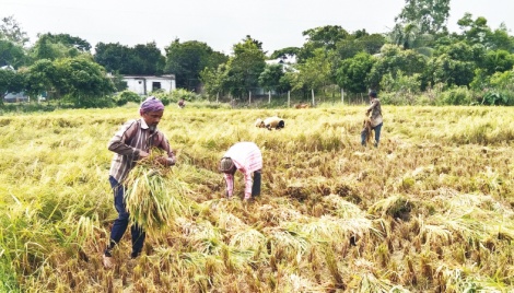 Labourer crisis in Munshiganj crunches paddy harvest 