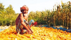 Fair price makes Rangpur maize farmers happy 