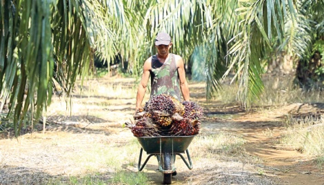 Malaysia too prepared as Indonesia resumes palm oil exports 