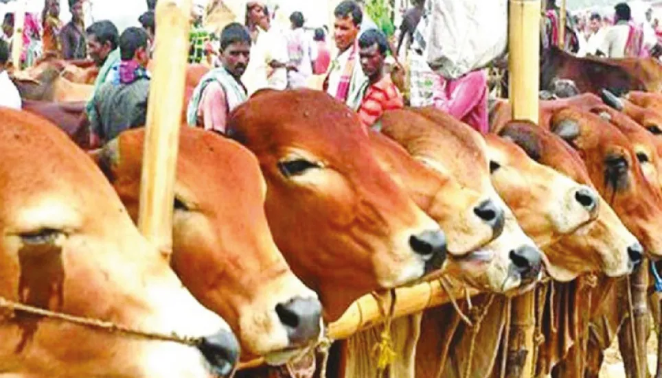 13m sacrificial animals to be supplied during Eid-ul-Azha