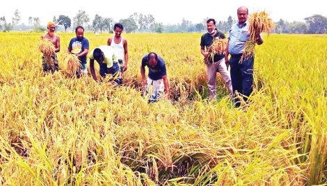 Experts for enhanced cultivation of zinc-enriched BRRI Dhan-74