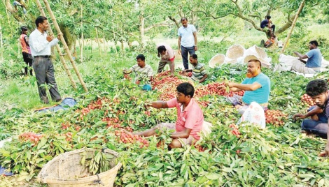 Lychee trading peaks in Rajshahi markets