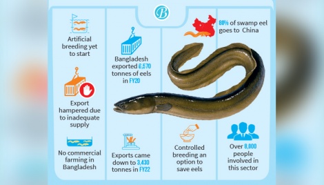 Mud eels declining from nature, threat to exporters 