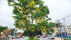 Flowers on Cumilla-Ctg Highway dividers attract people 