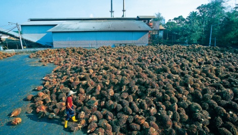 Malaysia’s palm oil assoc expects 52,000 migrant workers to enter 