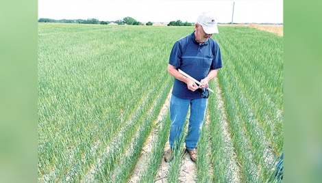 US wheat crop hit hard by dry winter