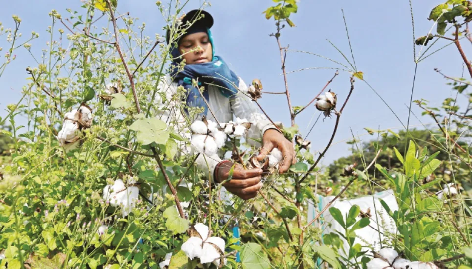 Cotton price rally could lift Indian planting to record high 