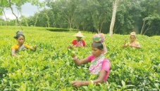 Moulvibazar tea workers in the lurch 