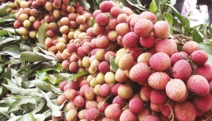 Heatwave, drought threaten Pabna litchi production