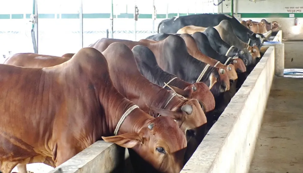 Khulna cattle farmers distraught over price hike of fodder