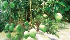 Adequate plantation of fruit-bearing trees underscored